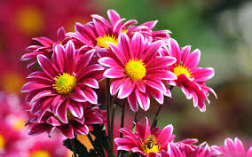 Love u ….swasan episode 19