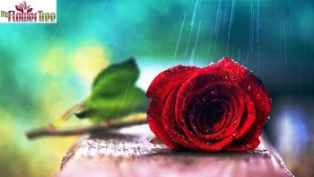 SWARAGINI WHO WILL WIN LOVE OR REVENGE EPISODE- 09