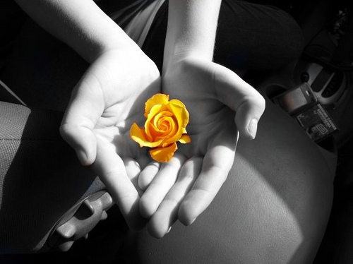 THE YELLOW ROSE Chapter 11