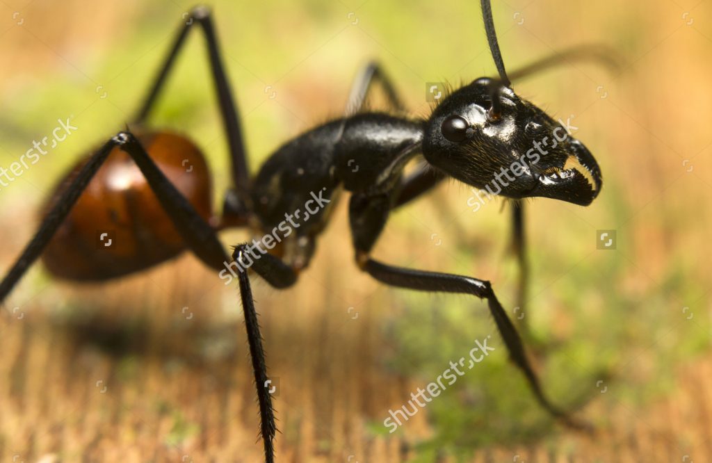 A Vampire & His Hidden kingdom (Episode 1)