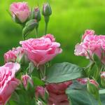 Swasan Pyar to Hona hi Tha Episode 2 by Prakriti