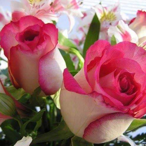 Archi love story!! Character sketch.