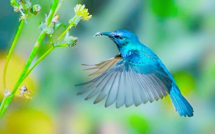 NIVAY: BIRD FAIRY (OS)