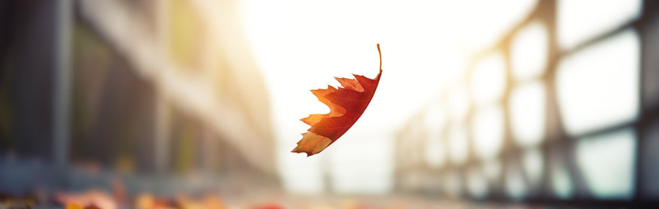 Survival Of A Rival (OS)