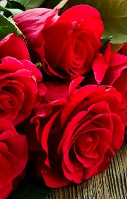 Roses…A small story of Seven Shots By Zaimal PART-5