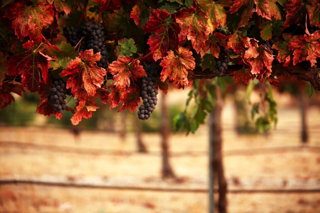 Shadows Of Truth (Written By libra.author_9)