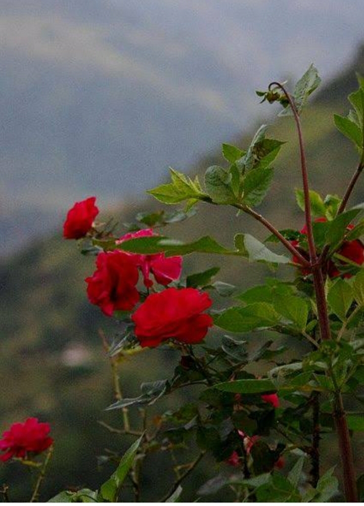 My love for you knows no limit (Pranbir) Characters Sketch