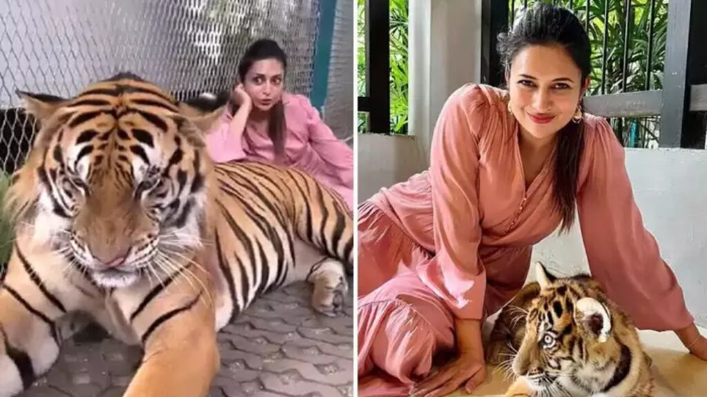 Divyanka Tripathi aka the Dhakad girl of Khatron Ke Khiladi 11 poses with a tiger on her trip to Thailand