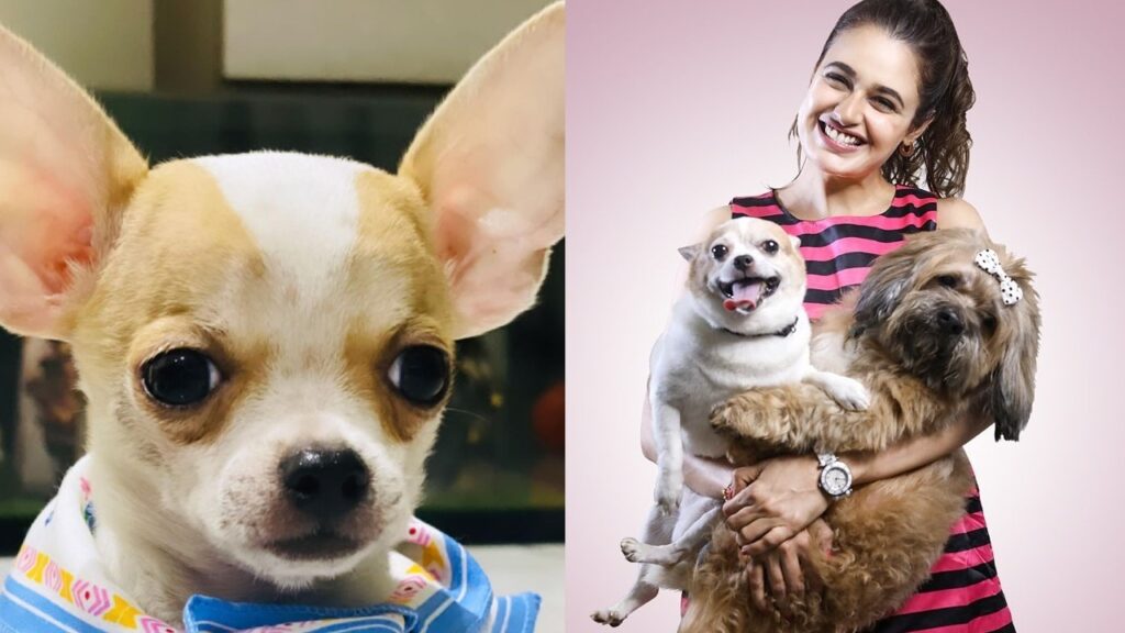 Actress Yuvika Chaudhary and hubby Prince Narula adopts a chihuahua